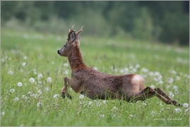<p>SRNEC OBECNÝ (Capreolus capreolus) Šluknovsko - Jiříkov /European roe deer - Reh/</p>